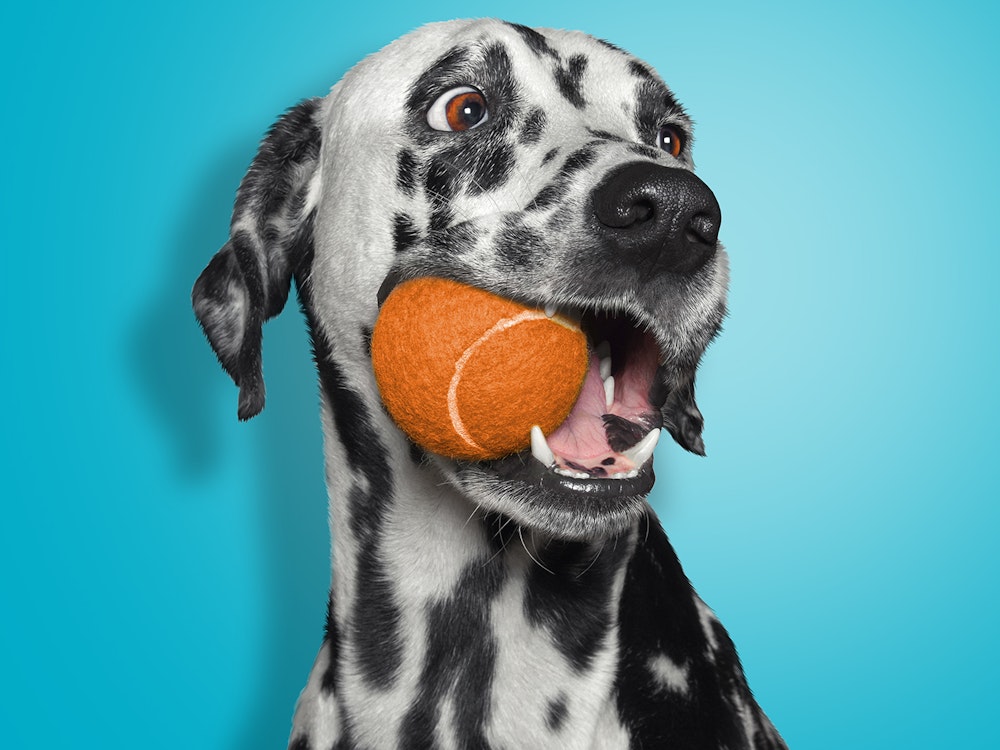 Dalmation showing healthy teeth with tennis ball in its mouth