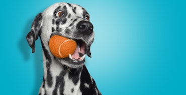 Dalmation showing healthy teeth with tennis ball in its mouth